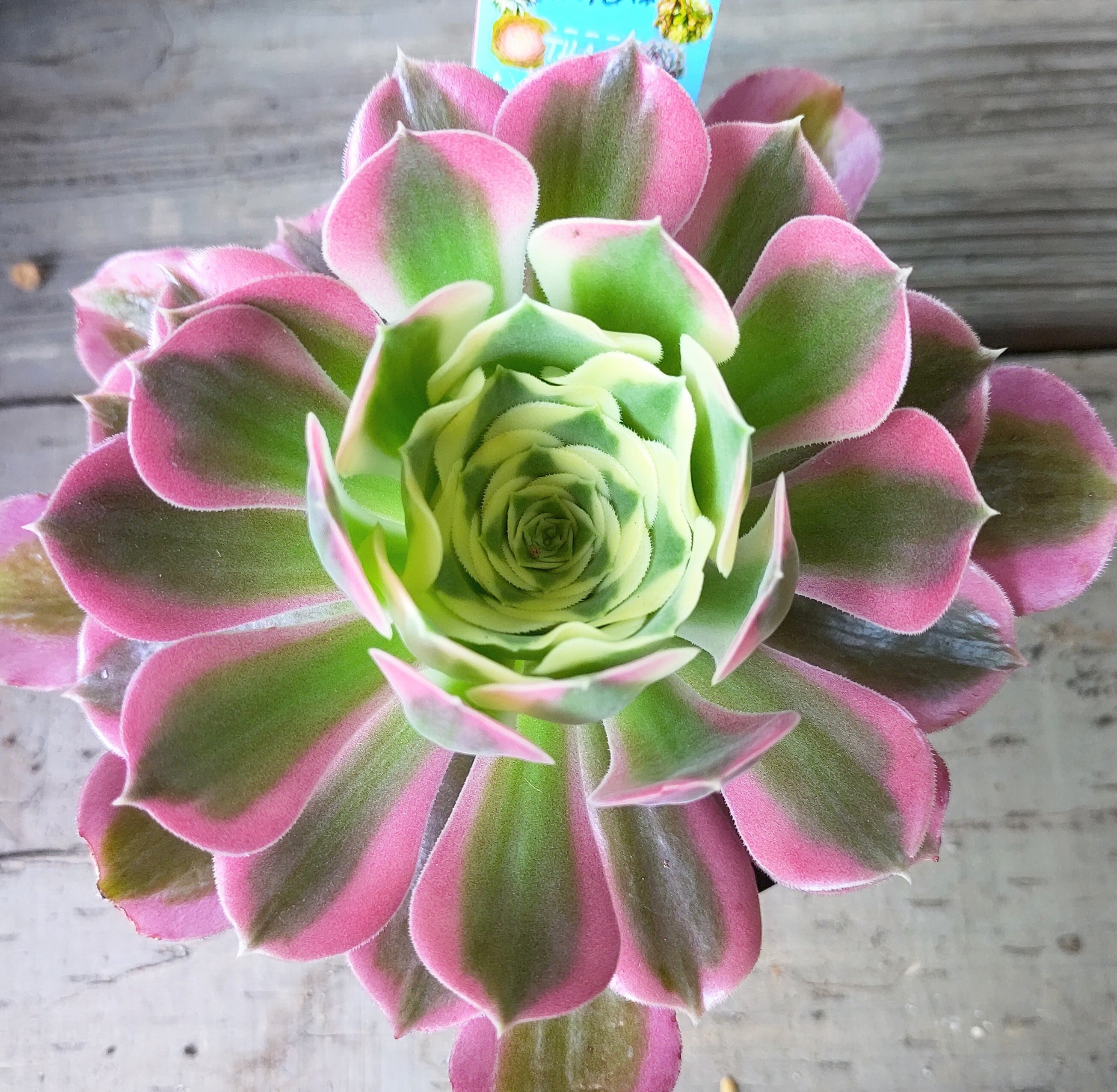 雨花石(アエオニウム) | RuPo 多肉植物専門店