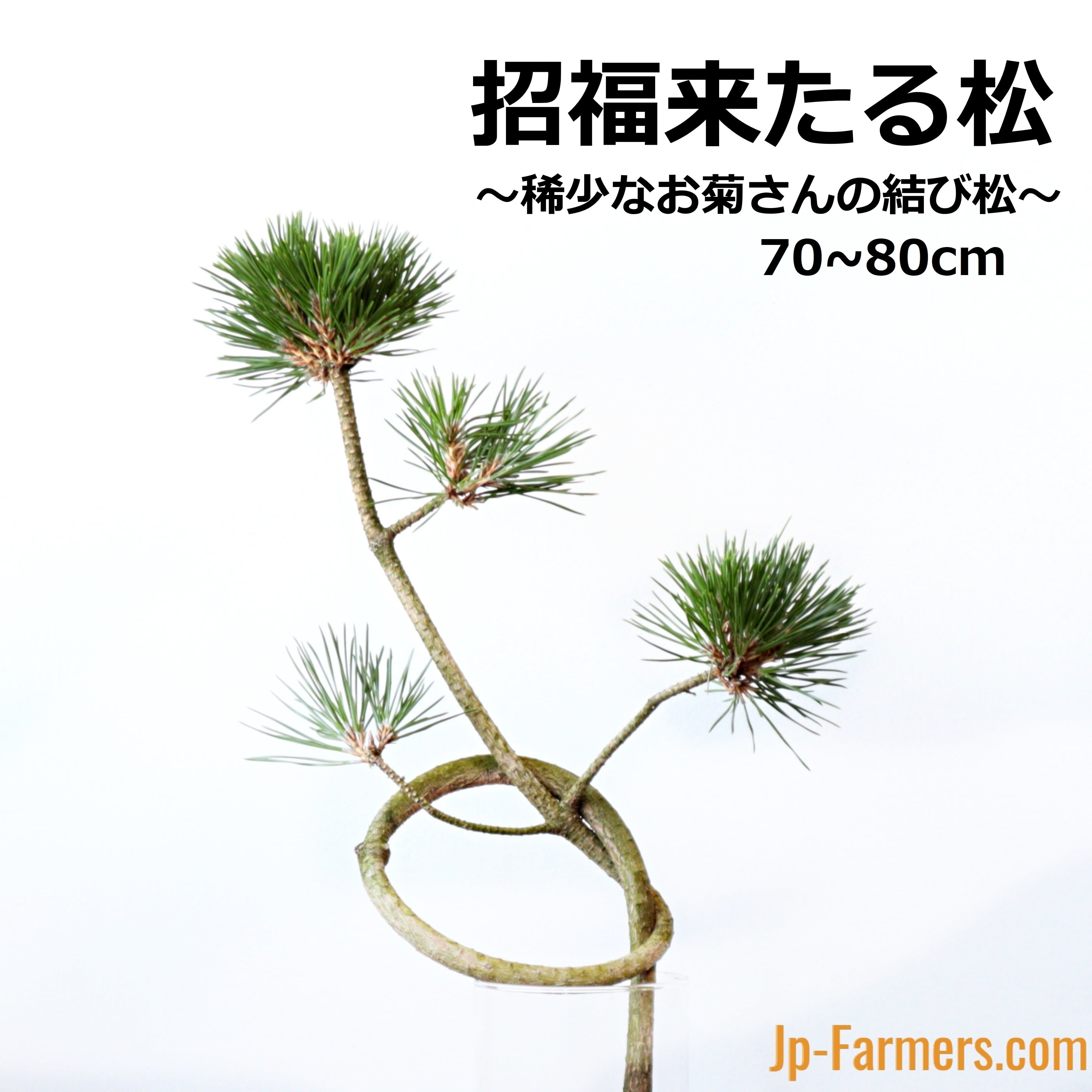 年内発送 12/23-26出荷】お菊さんのつくる松 くるっと一回転！縁起の