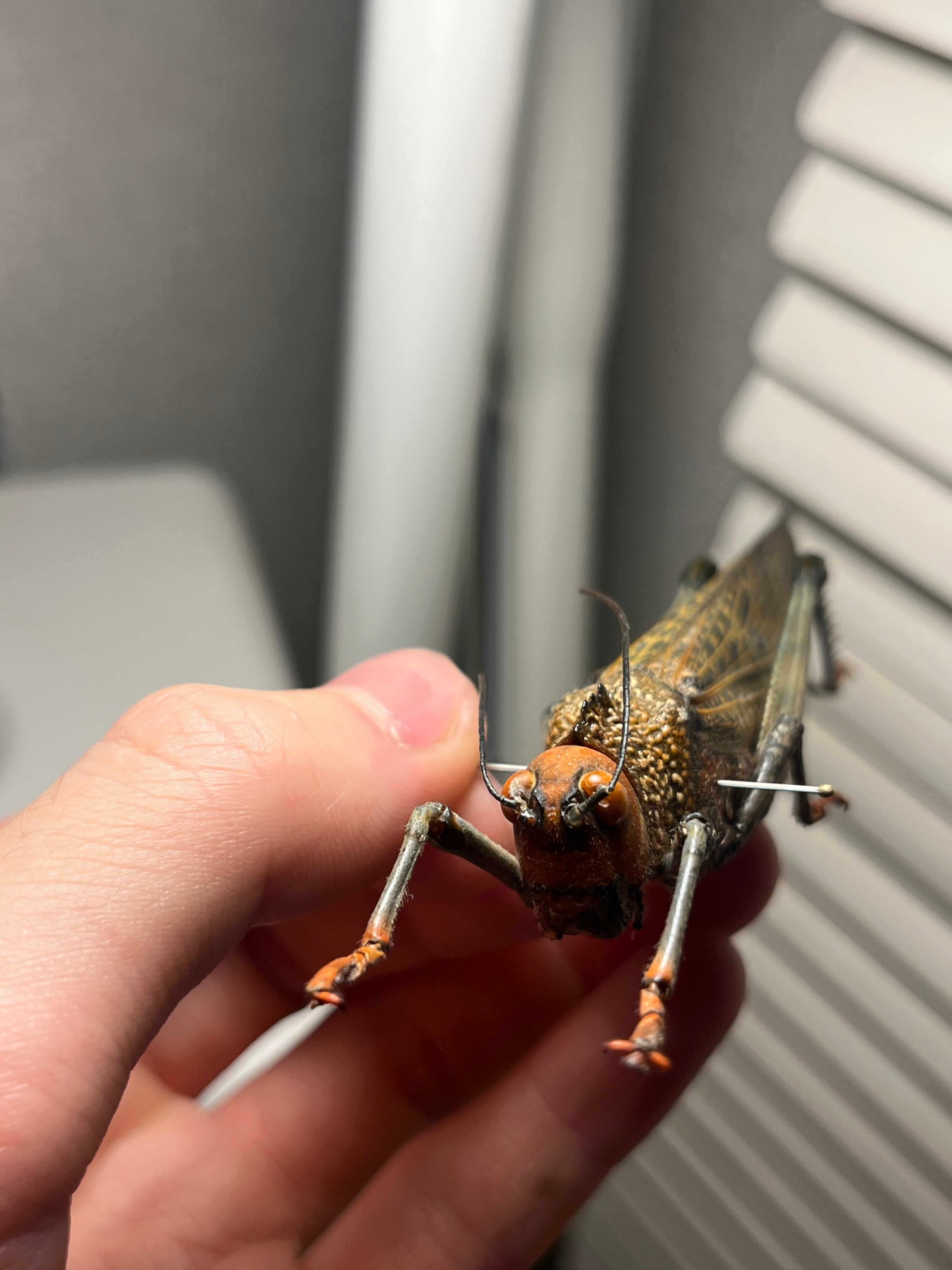 飛蝗最大種】シタベニオオバッタ 昆虫標本 直翅類 カマキリ マンティス