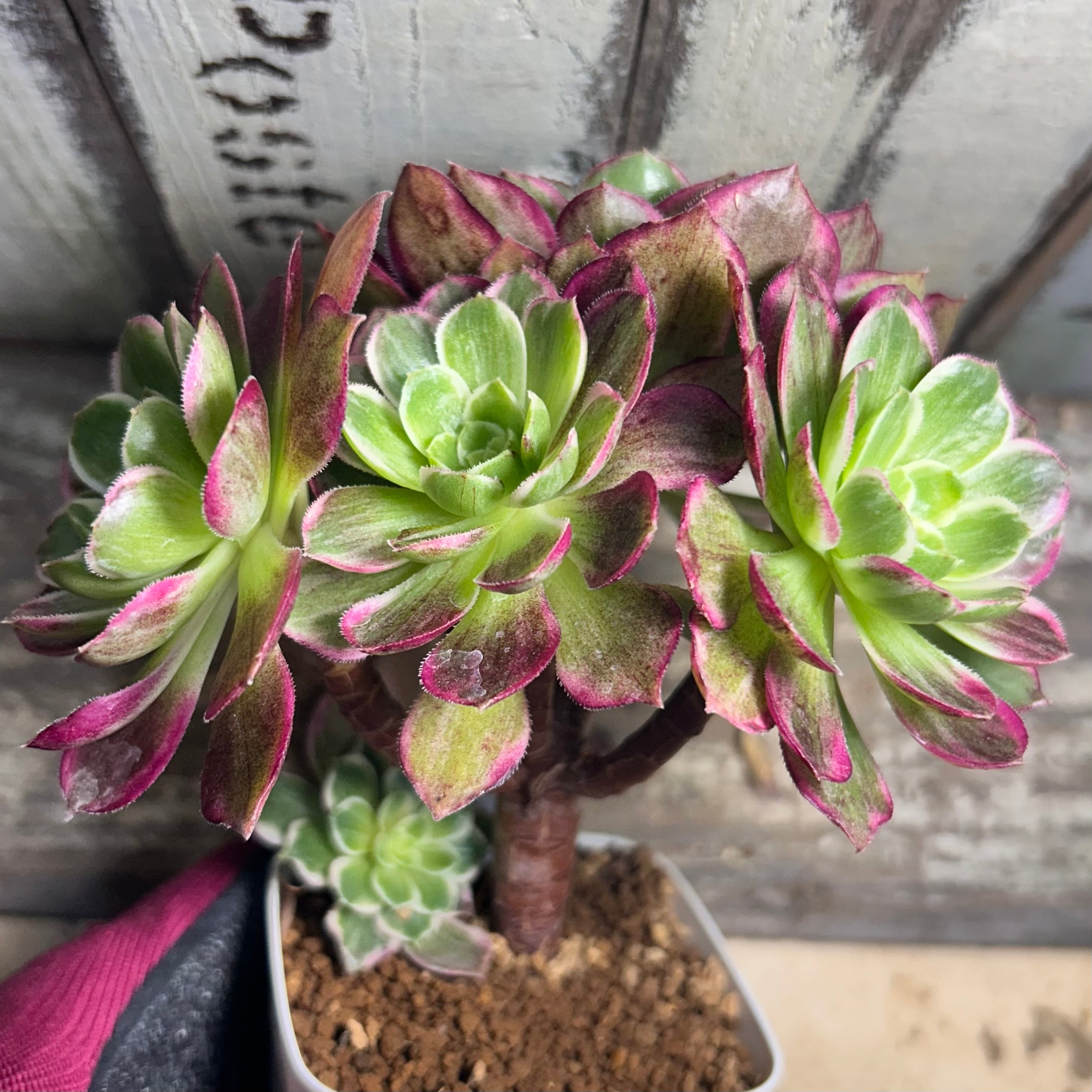 水蜜桃 アエオニウム | RuPo 多肉植物専門店