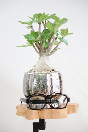 【S】アデニウム アラビカム/Adenium arabicum ※陶器鉢付き