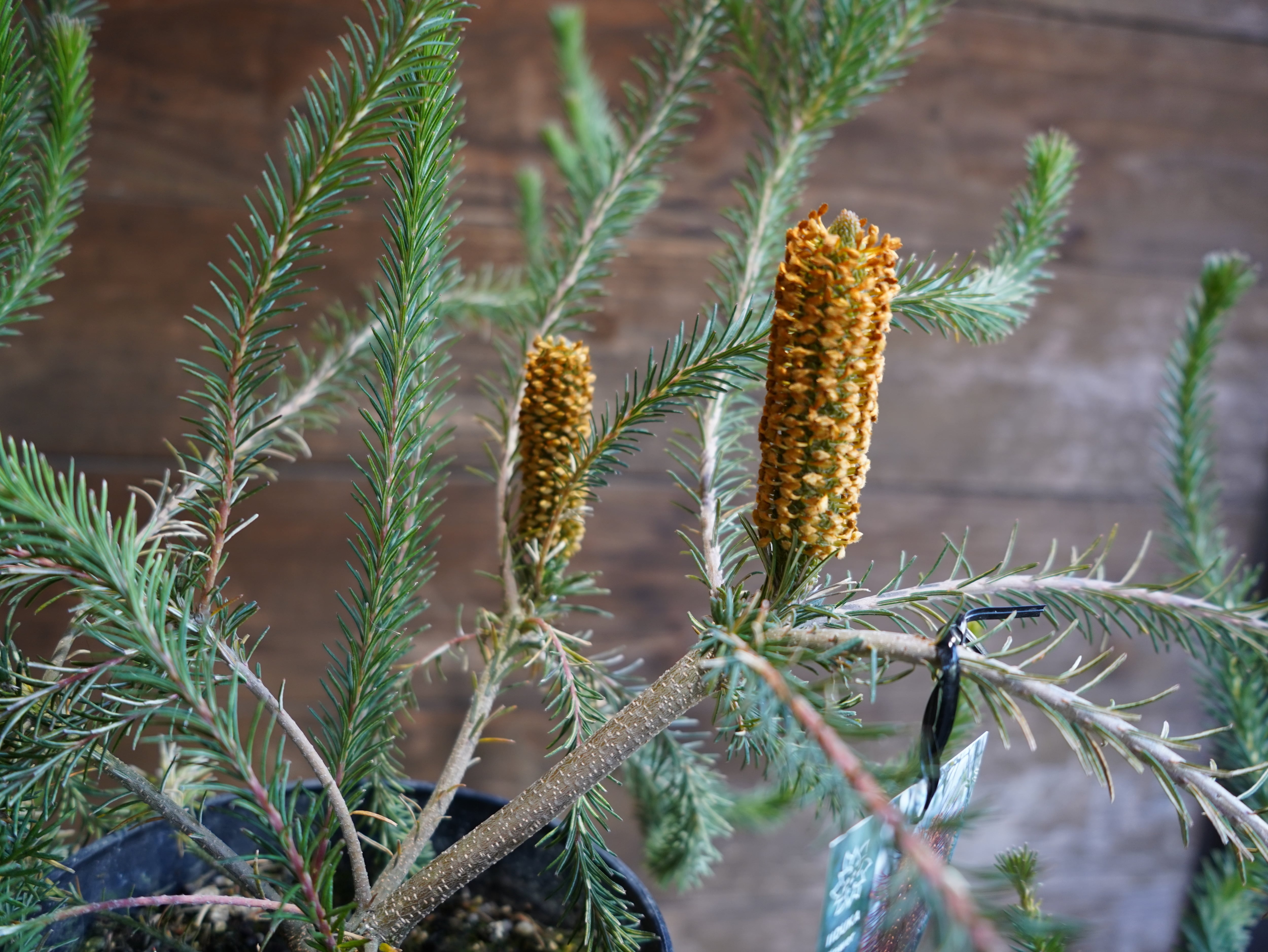 【現物】バンクシア　”リトルエリック”　A　