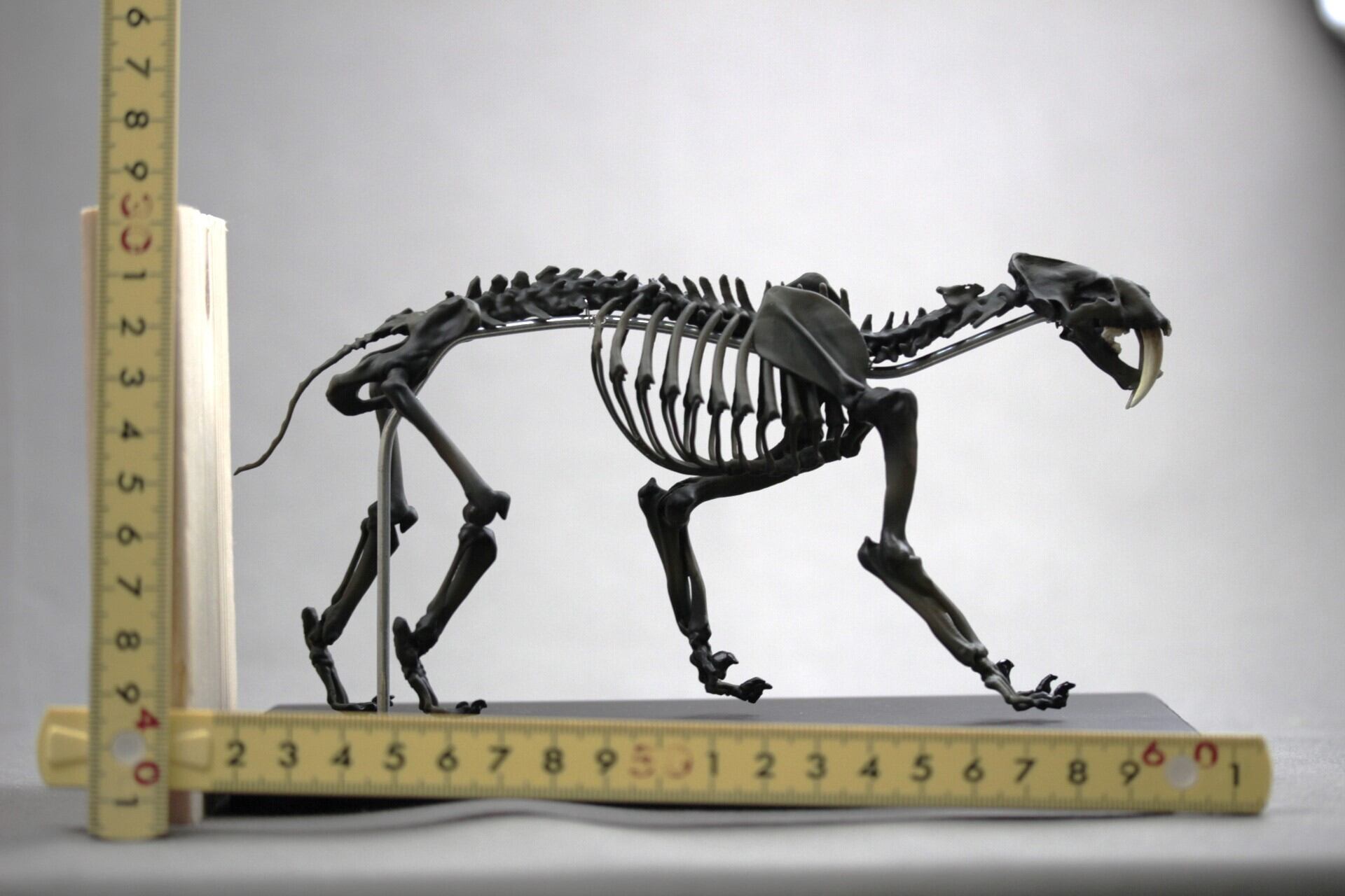 選べる2種類】サーベルタイガー（スミロドン） 縮小全身骨格模型 20cm