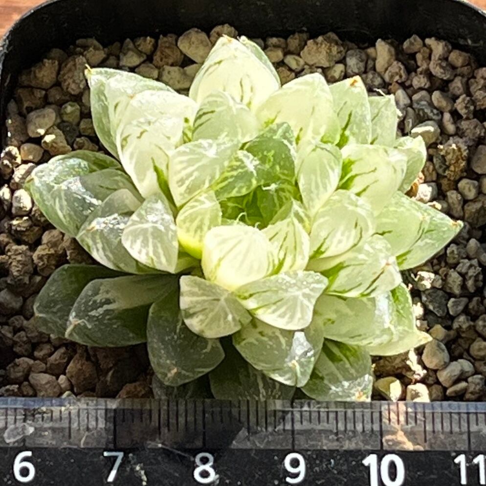 ハオルチア 雪花錦 | mocono_plants