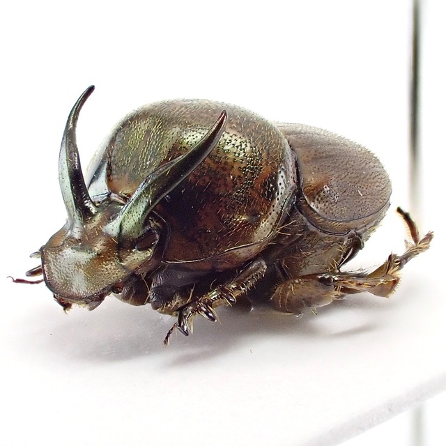 ベトナム産 Onthophagus rectecornutus ♂ 9mm