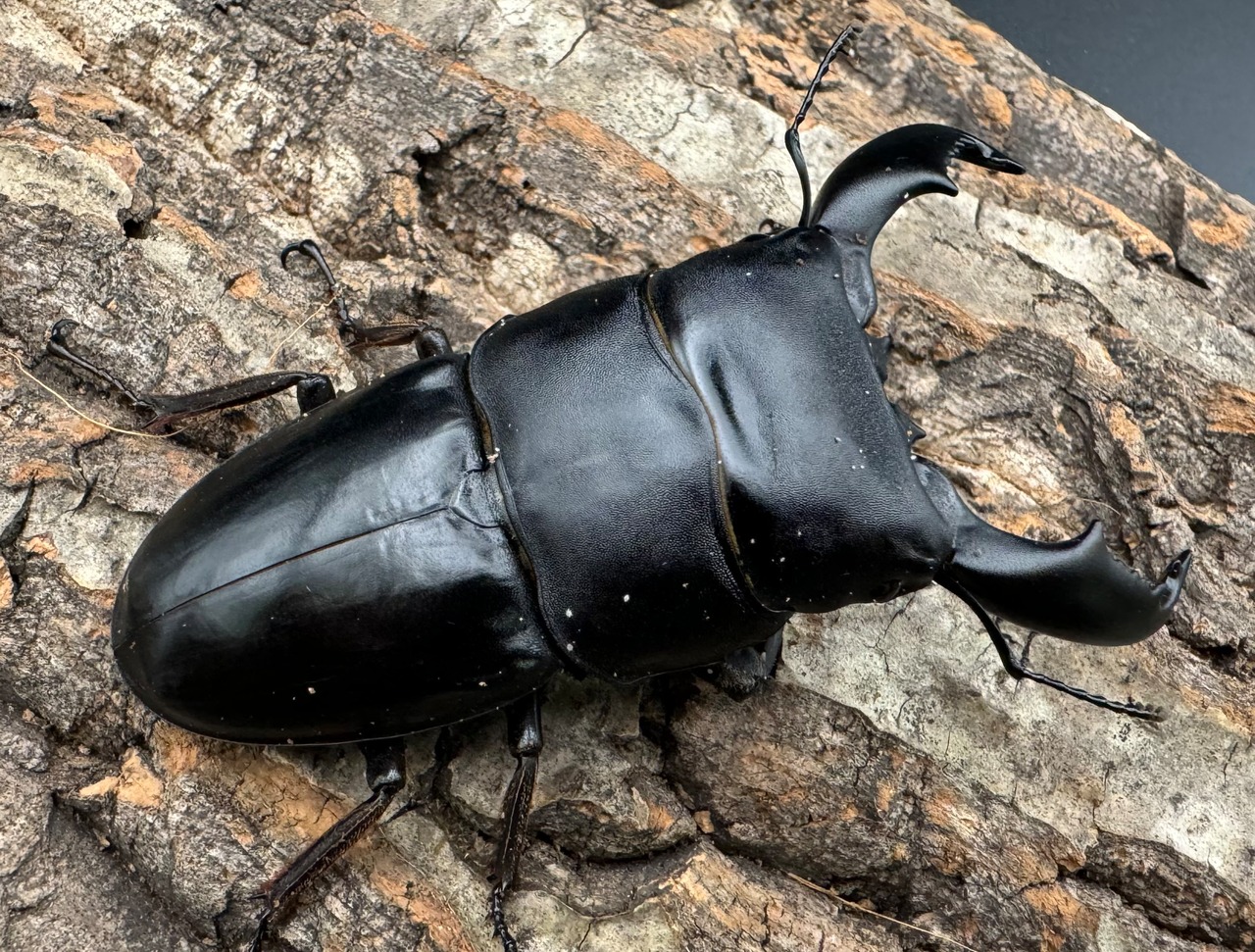 【WD】《スマトラオオヒラタ ベンクール産 85mm ペア》