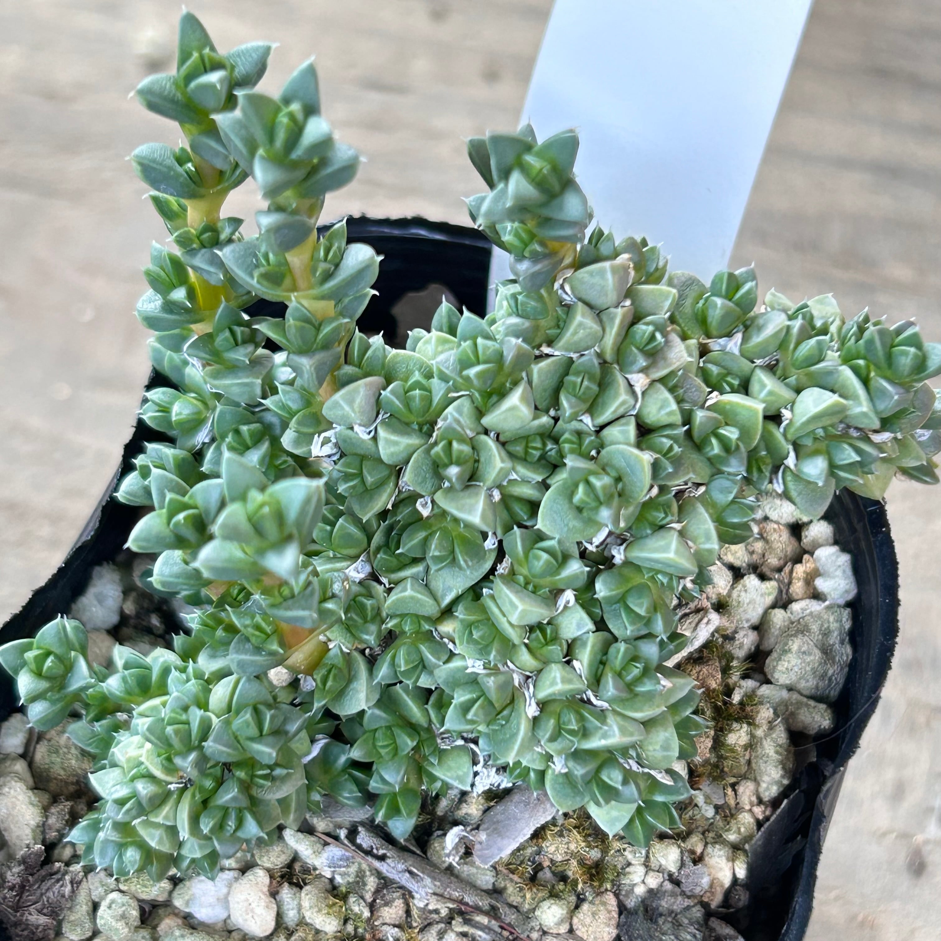 ピグマエア アンティミア | RuPo 多肉植物専門店 ピグマエア アンティミア | RuPo 多肉植物専門店