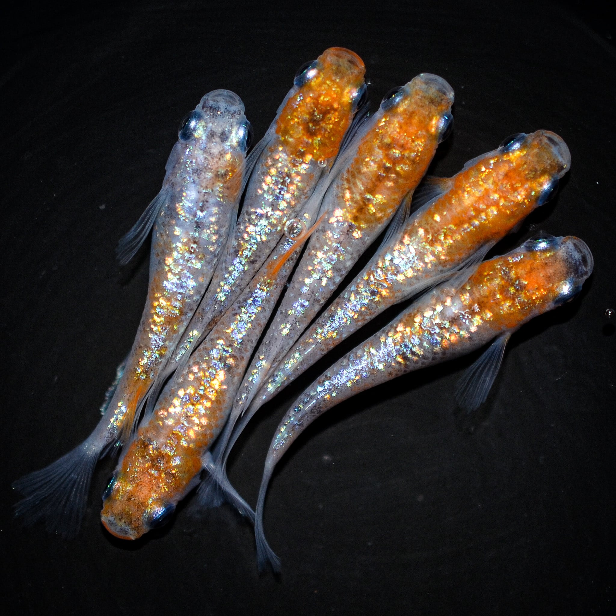現物出品 オーロラ黄ラメ体外光 若魚 メス2オス1 k-100 オーロラ