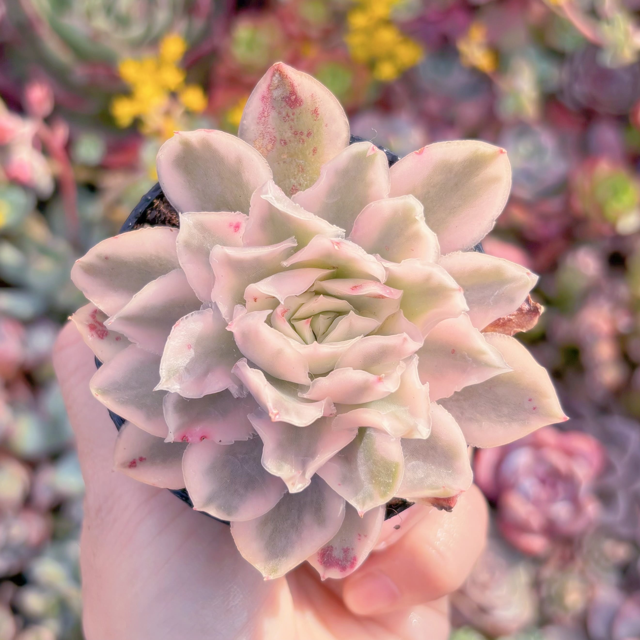 現品　パープルバタフライ錦#F067　るる農園