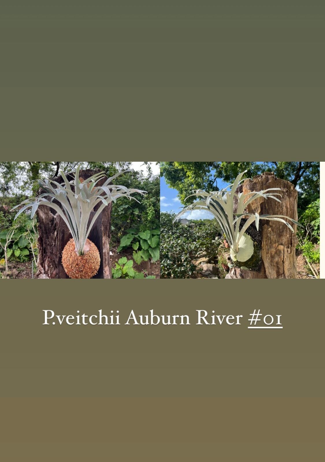 Veitchii Auburnriver（Platycerium Wolverine | veitchii Auburn 