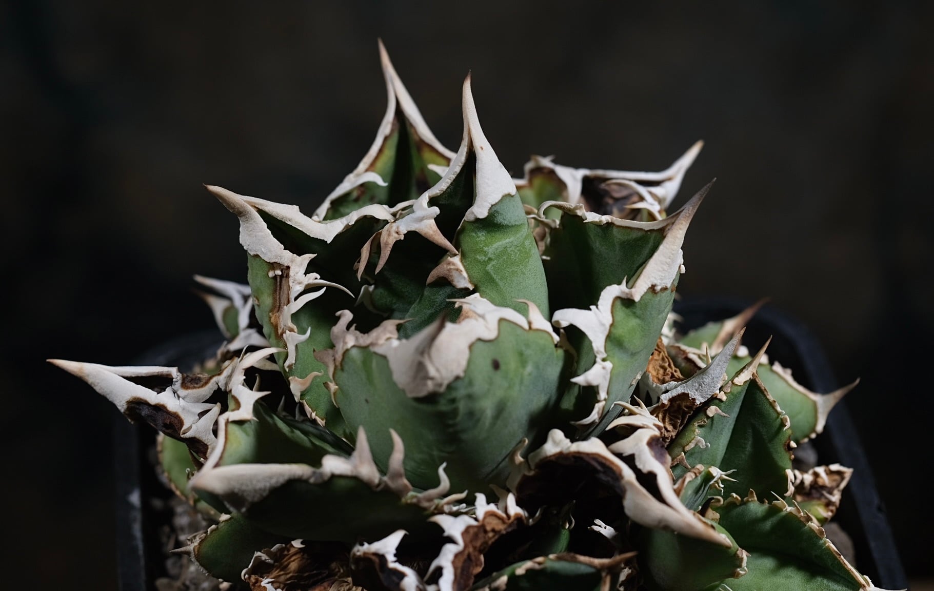 Agave titanota Wabi 狂戦士 ф15cm | wabi
