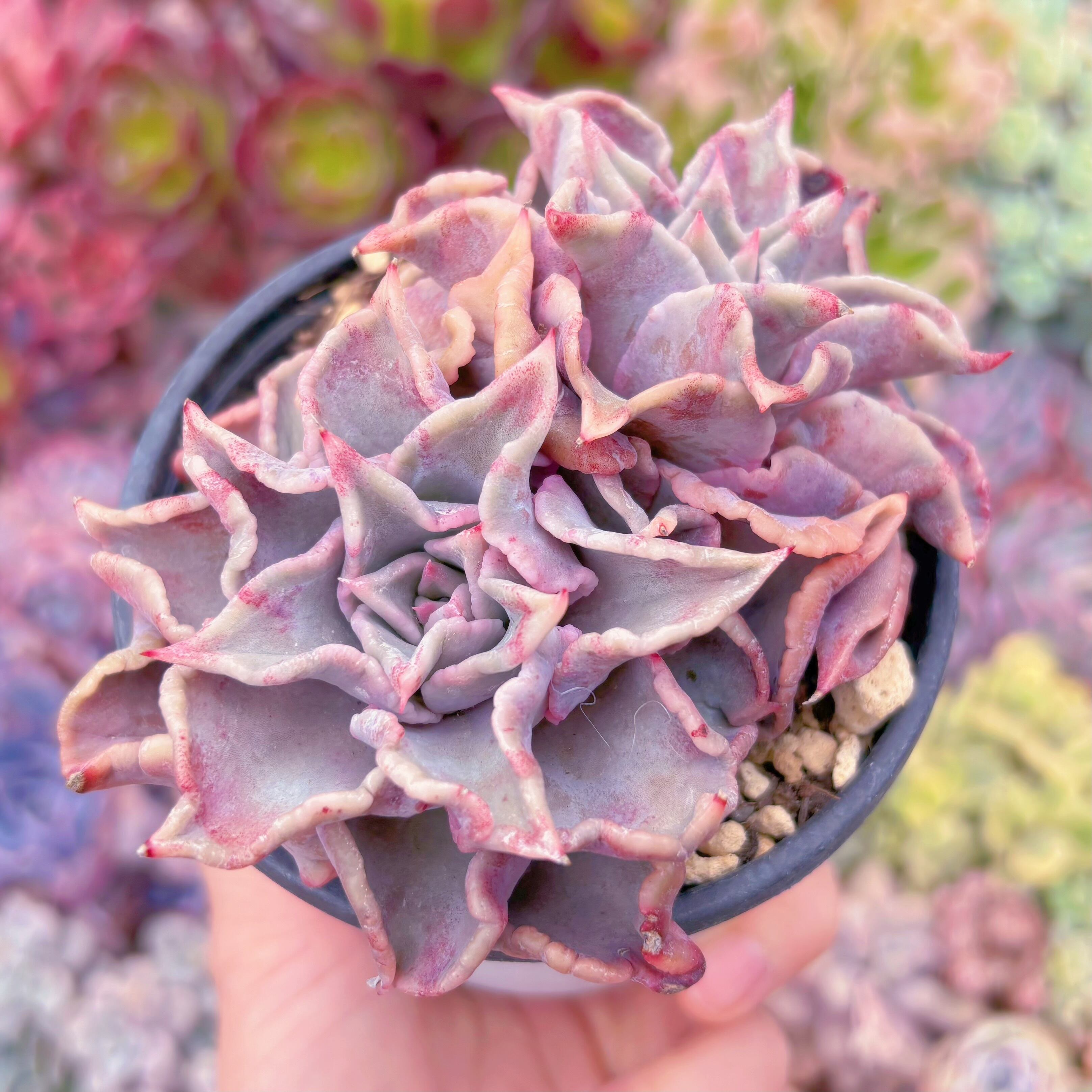 現品　マディバ錦#2030　るる農園