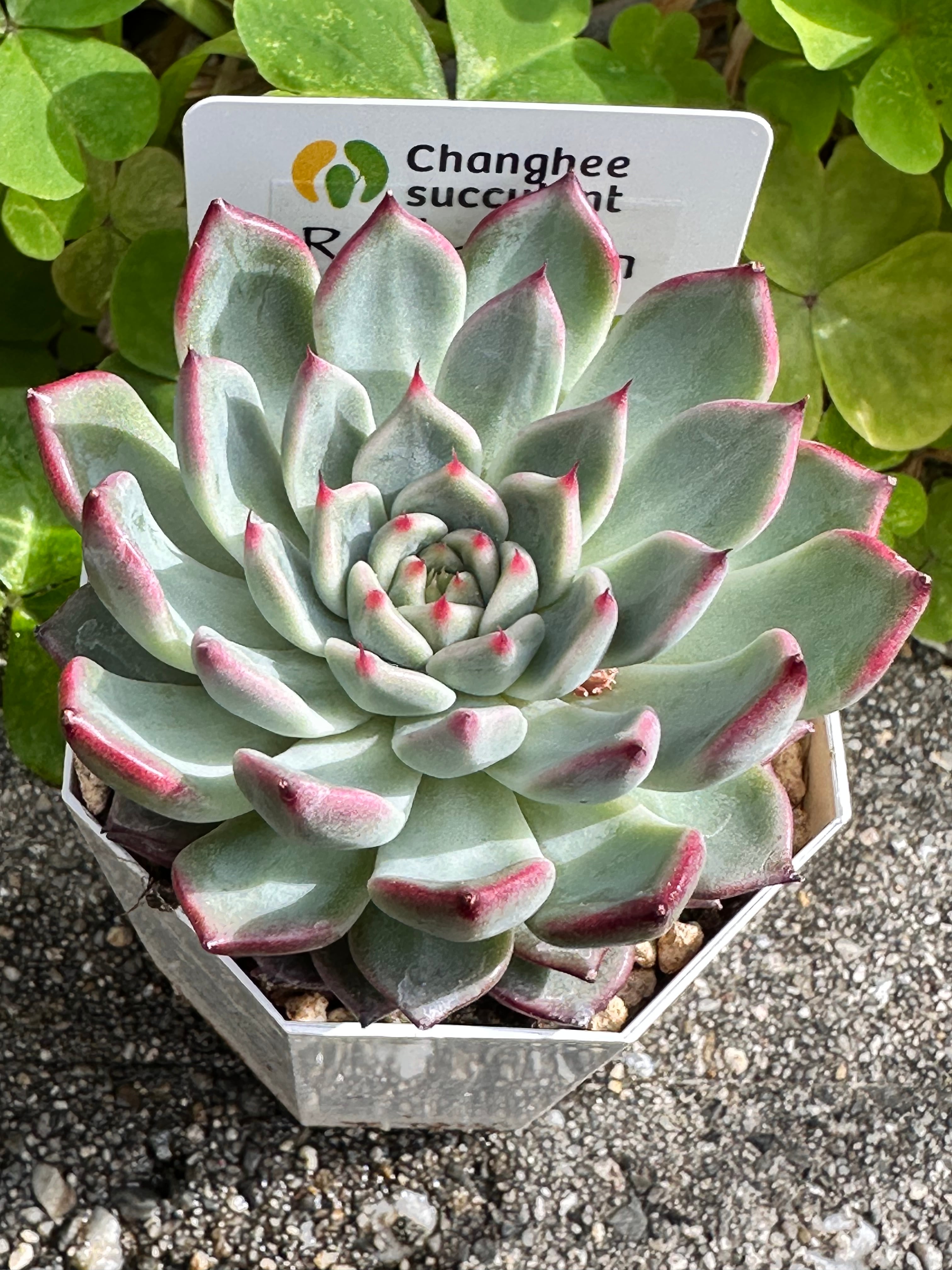 新入荷 多肉植物 キラキラ ドロサンテマム ルビー錦 小苗 抜き苗 1株