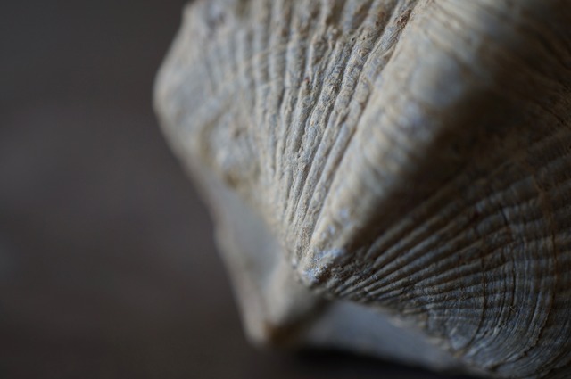 Brachiopod Fossil
