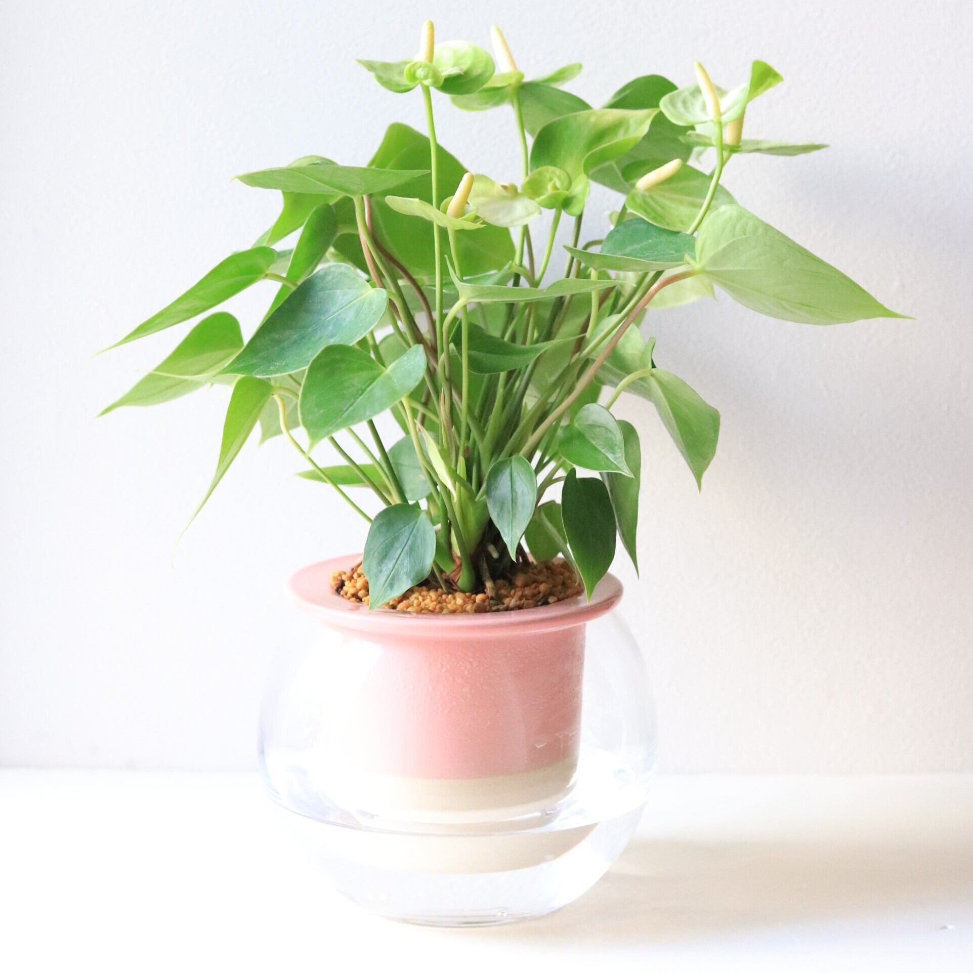植物 | ジーフラットインテリアショップ | online shop