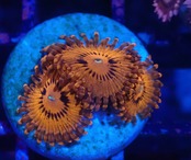 【現地買付】JakartaZoa Red 5