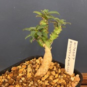 【クリアランスセール対象商品】ユーフォルビア　♀クラビゲラ×♂カンダレンシス【609】【再撮影】【◆】