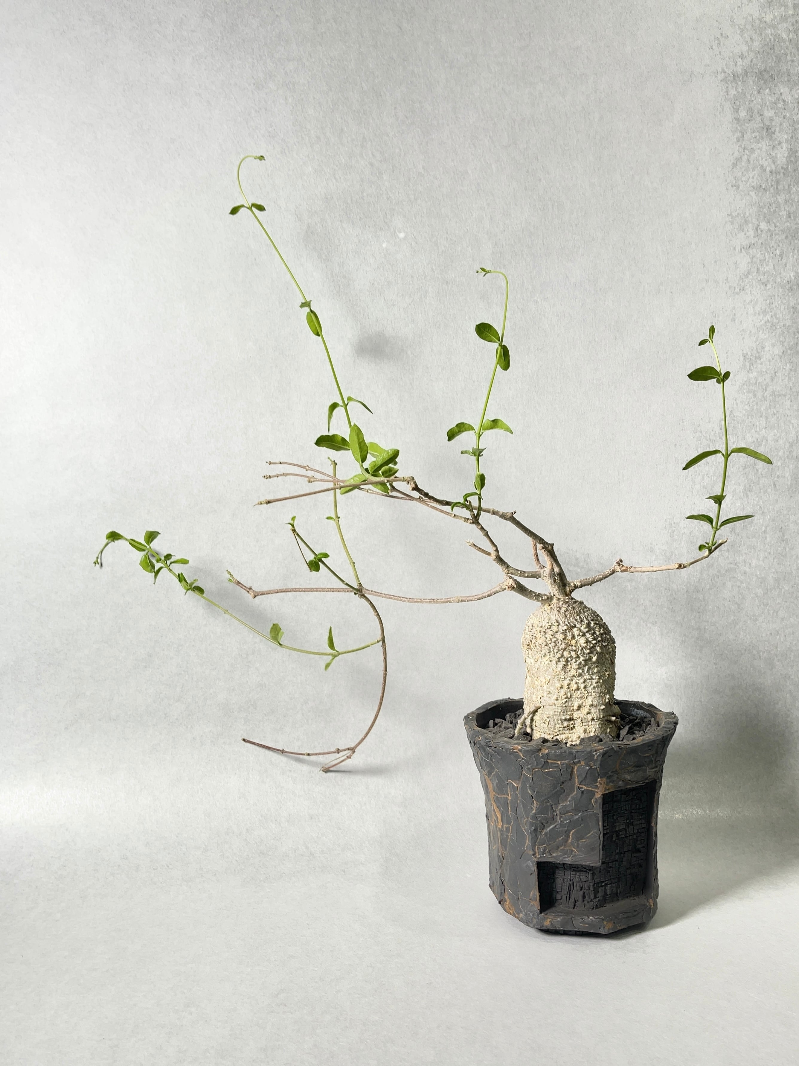 フォッケア・エデュリス | trigger