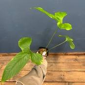 アンスリウム　ドラコノプテラム【121】