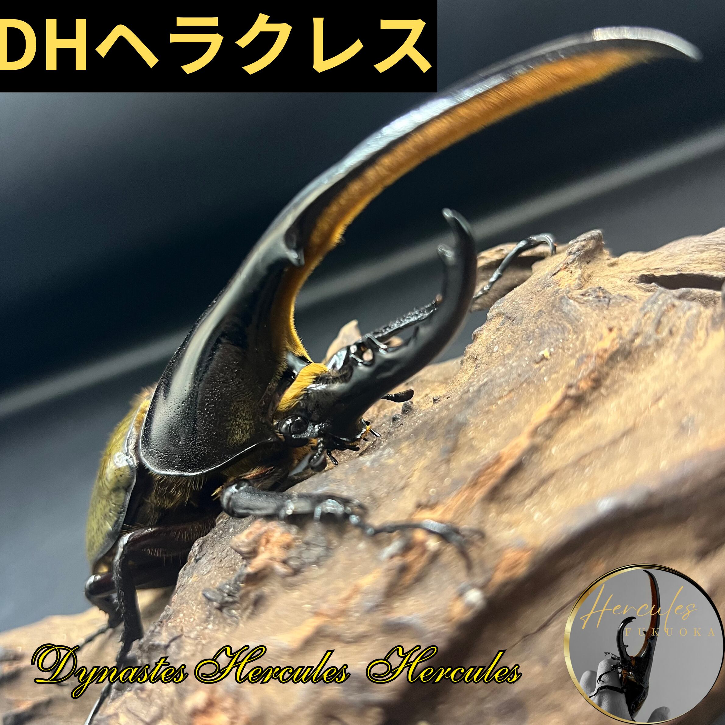 極太極短 ③D・HヘラクレスBULL（極短極太）♂126mm・単品 中間突起幅