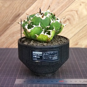 Agave Titanota 白鯨 (White Whale) アガベ チタノタ / 中株(4号鉢)/Lot.003