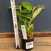 【伊藤蟻】Columnea herthae【743】