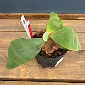 【クリアランス】ビカクシダ アンディナム P.andinum【1077】