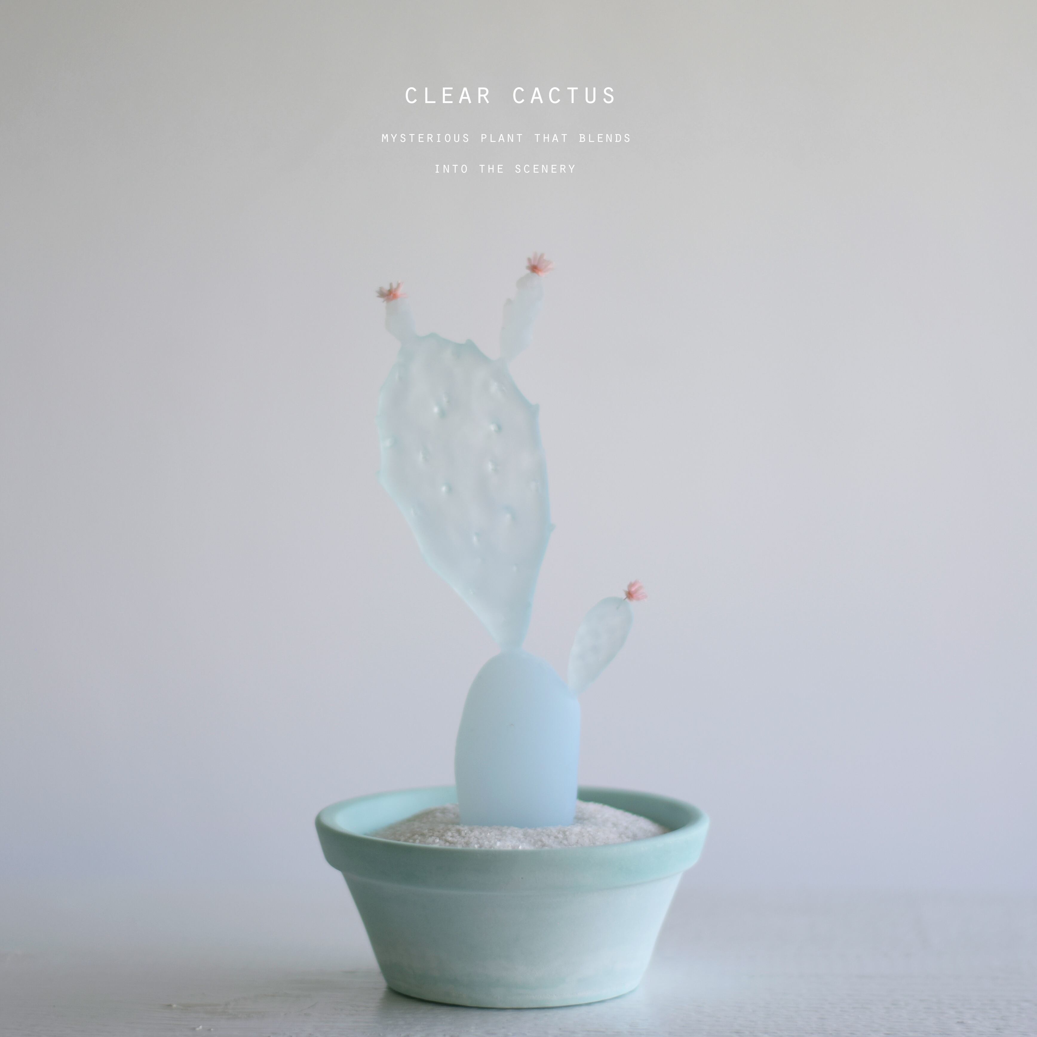 clear cactus ウチワサボテン | echidna