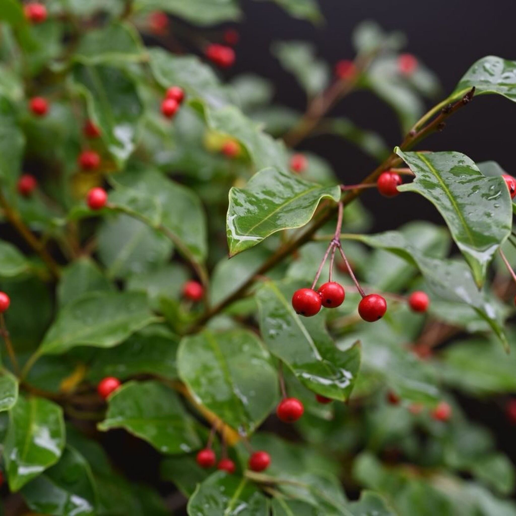 はちみつ ソヨゴ 180㌘ | BEE FARM ASANO