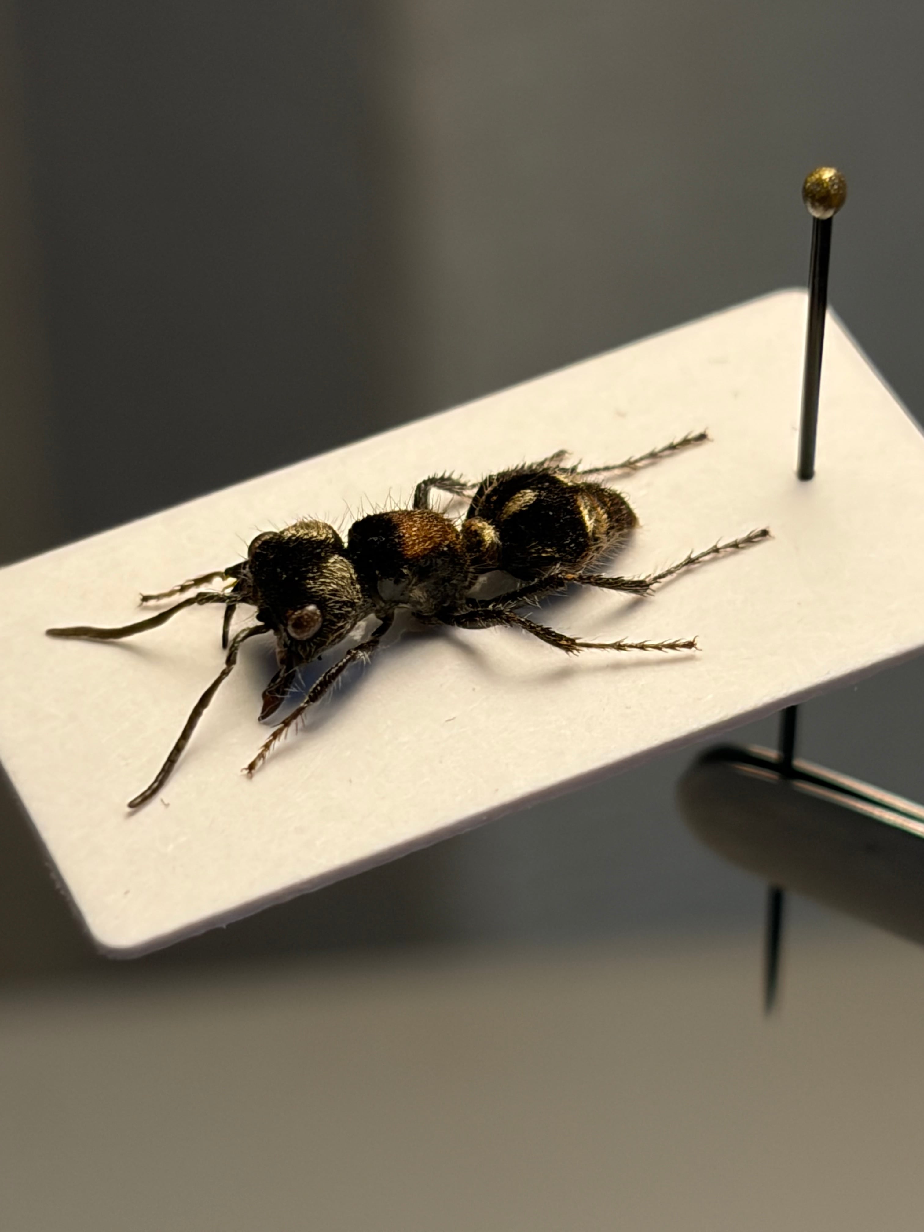 【18mm】オオズアリバチの一種 標本 Mutillidae sp.あり蟻 13mm】オオズアリバチの一種 標本 Mutillidae sp. タランチュラ あり蟻