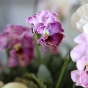 冬から春に楽しむ寄せ植え　ミルク缶でハボタンあかねのお正月におすすめの寄せ植え　ピック付き　お正月にオススメ　届いてすぐ玄関に飾れる 　プレゼントにもオススメ　