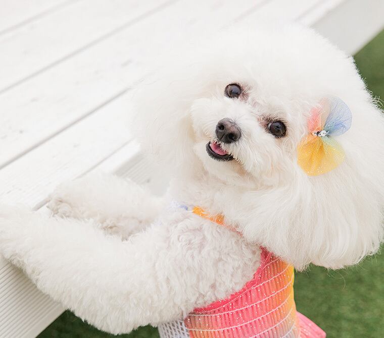 ハロー ヘアピン 2TYPE /  ペット アクセサリー 犬 ヘアピン 可愛い 犬の服 ドッグウェア 猫 小型犬 中型犬