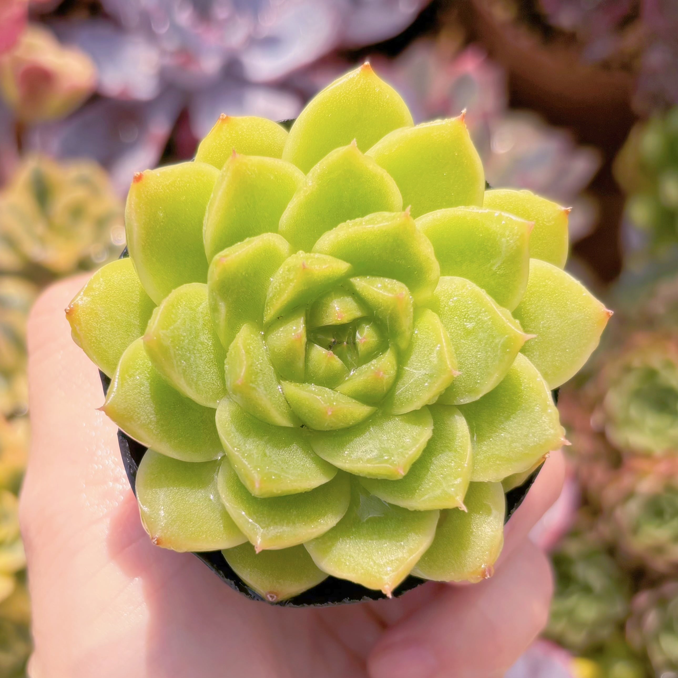 現品　緑翡#748　るる農園