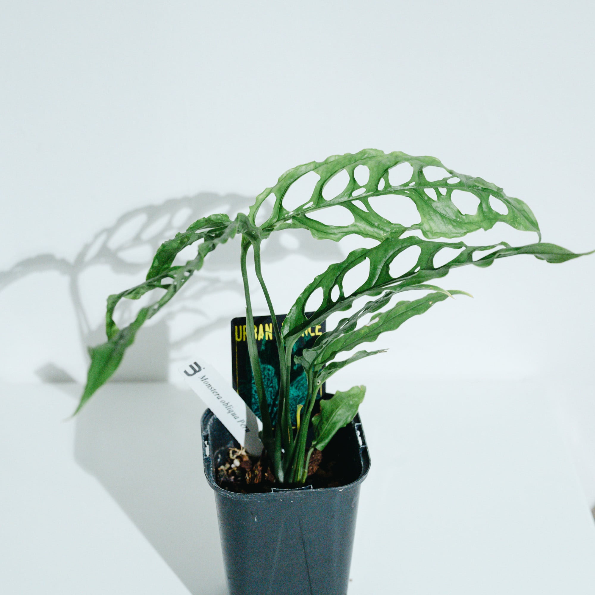 モンステラ・オブリクア・ペルー（Monstera obliqua 'Peru'）_250824