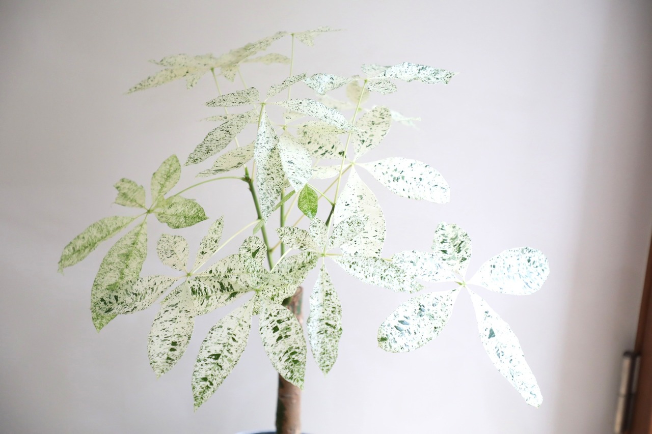 【L】【99cm】パキラ ミルキーウェイ/Pachira ※アルミ鉢カバー別