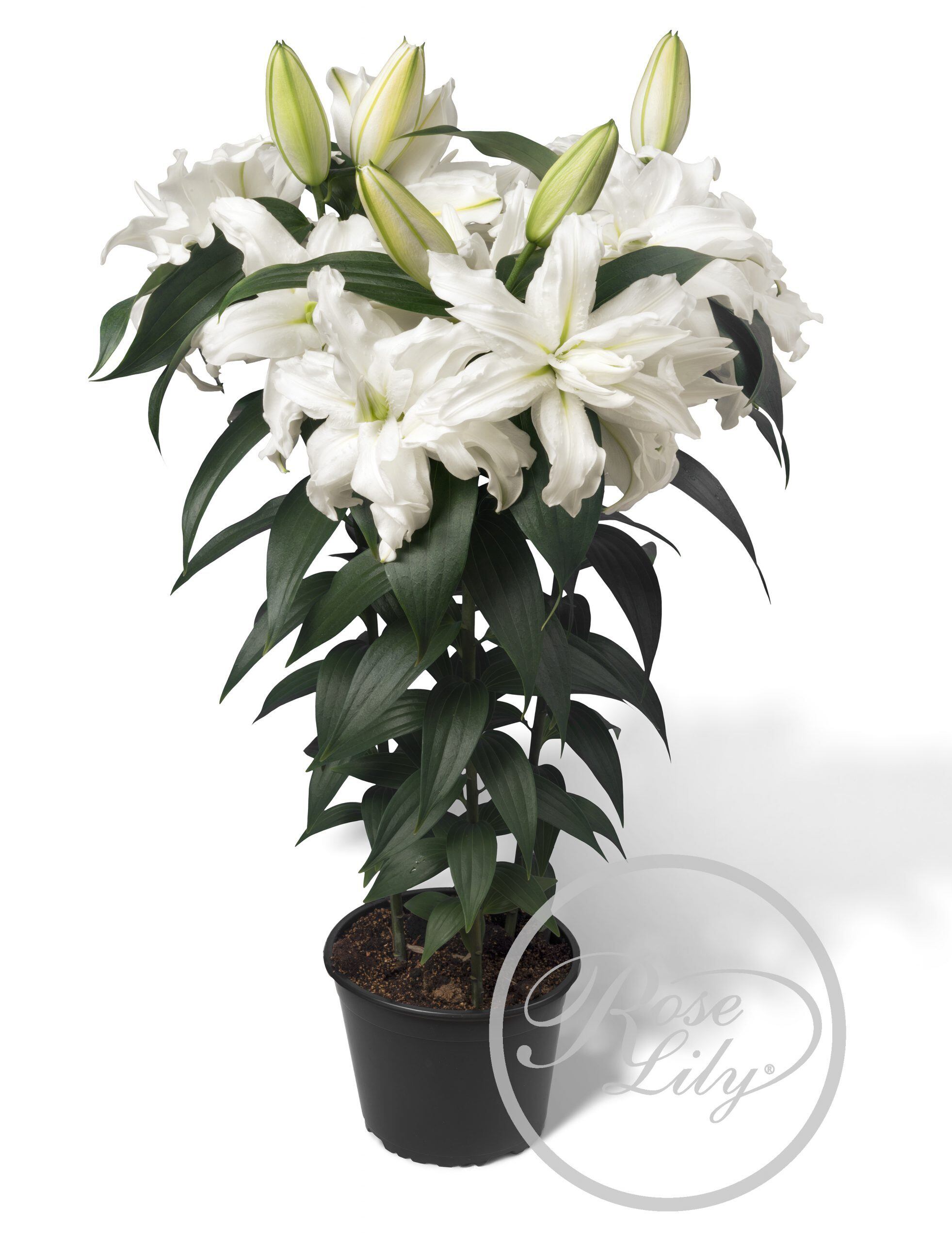 オリエンタル八重ユリ 春植え八重ゆり球根幸せセット 7球 4品種 送料無料 3月上旬お届けです にたばるゆりの花ネットショップ