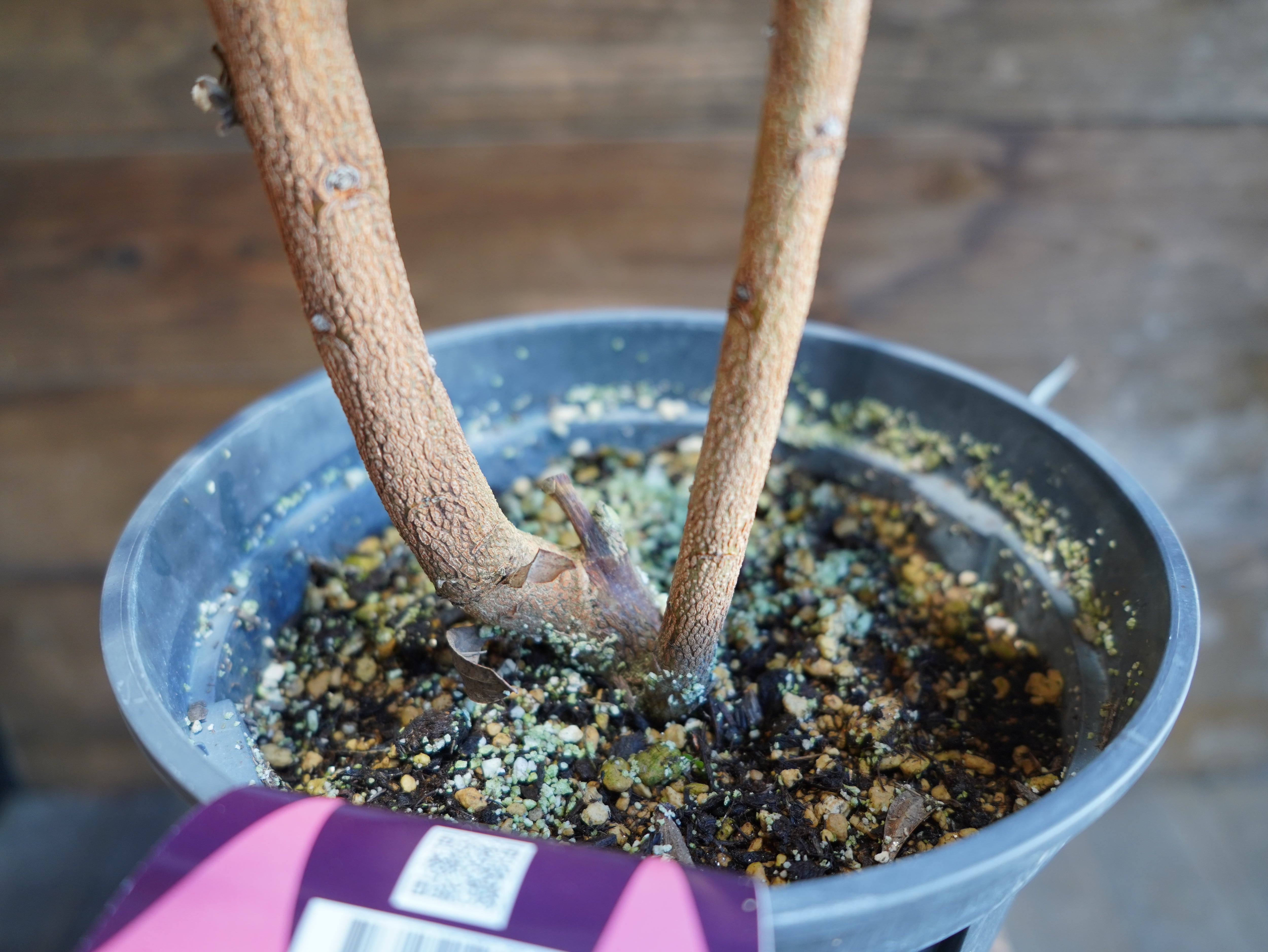■ プロテア ”ホワイトルビー” B【現物】