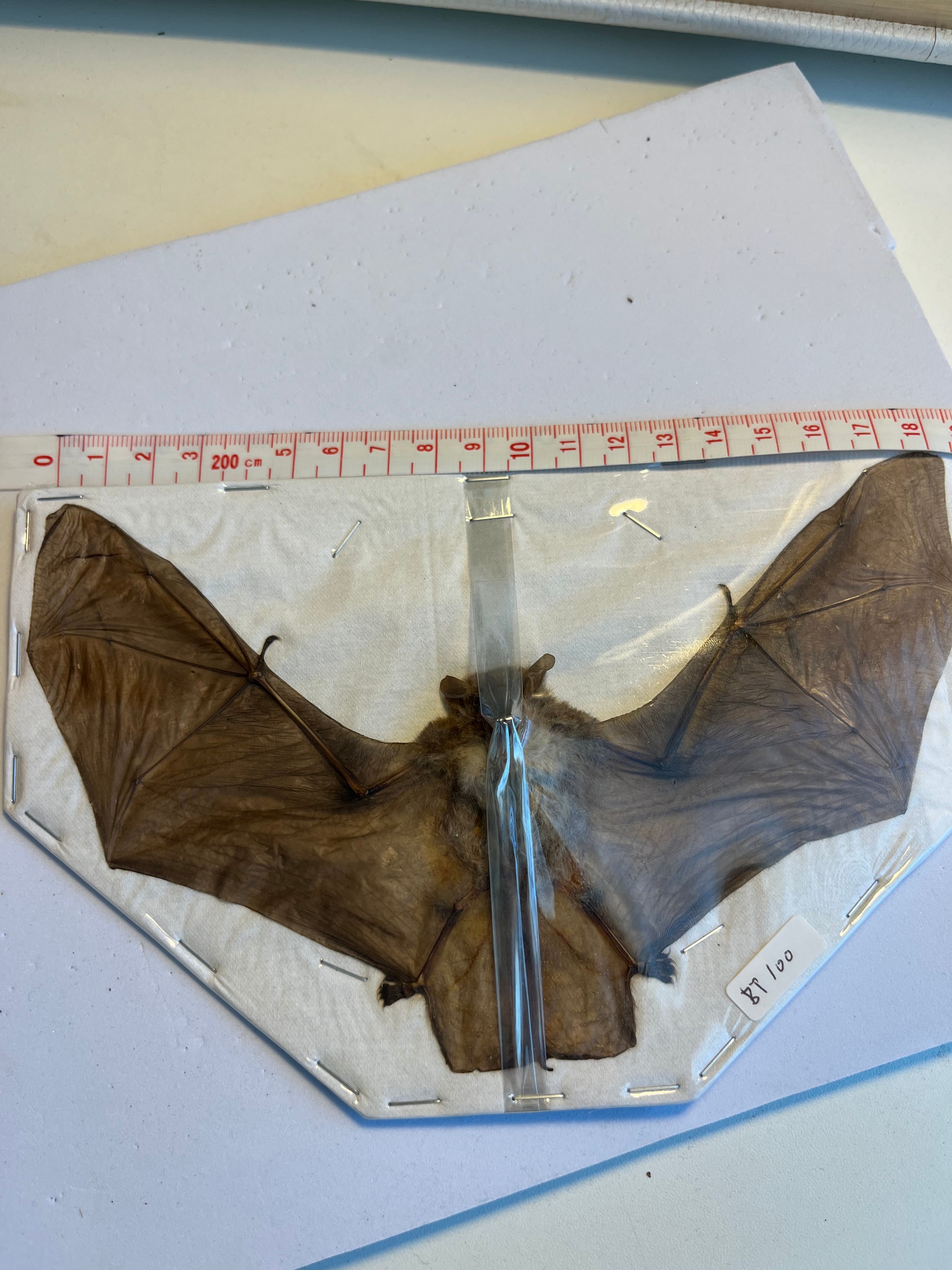 スカシバネコウモリ フルーツバット バットマン バットモービル BATMAN