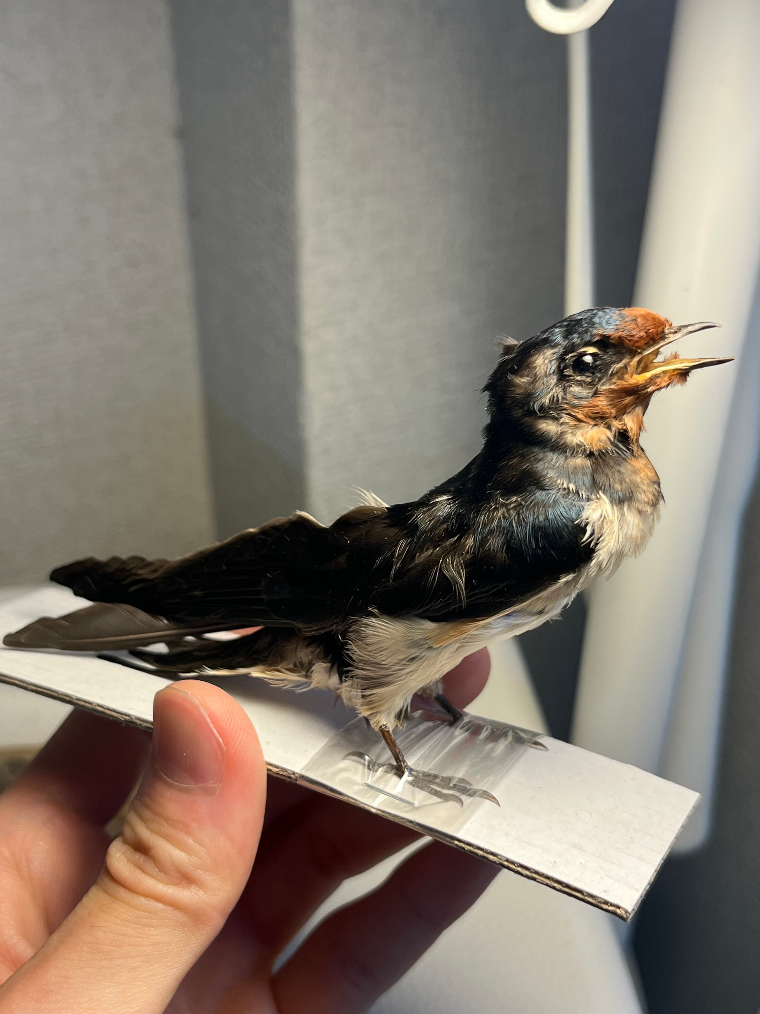 超レア逸品　枝に止まった3羽のスズメ　ブロンズ　W.ROBRA作　アールヌーボー 鳥剥製】ツバメ 標本 置物 インテリア スズメ 木彫り バードカービング