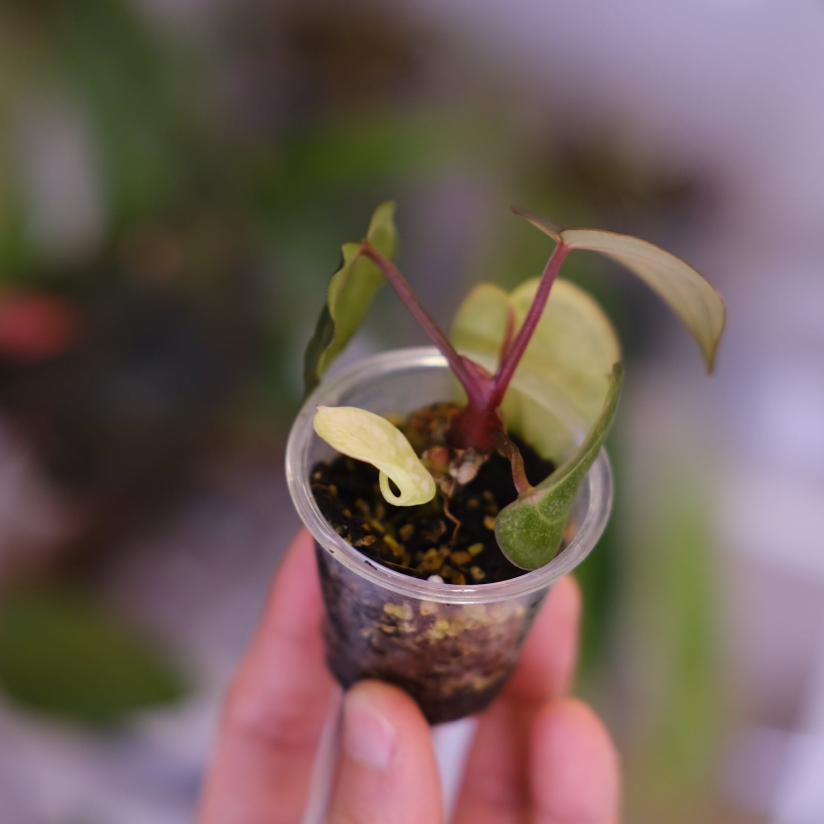 Anthurium Carlablackiae 