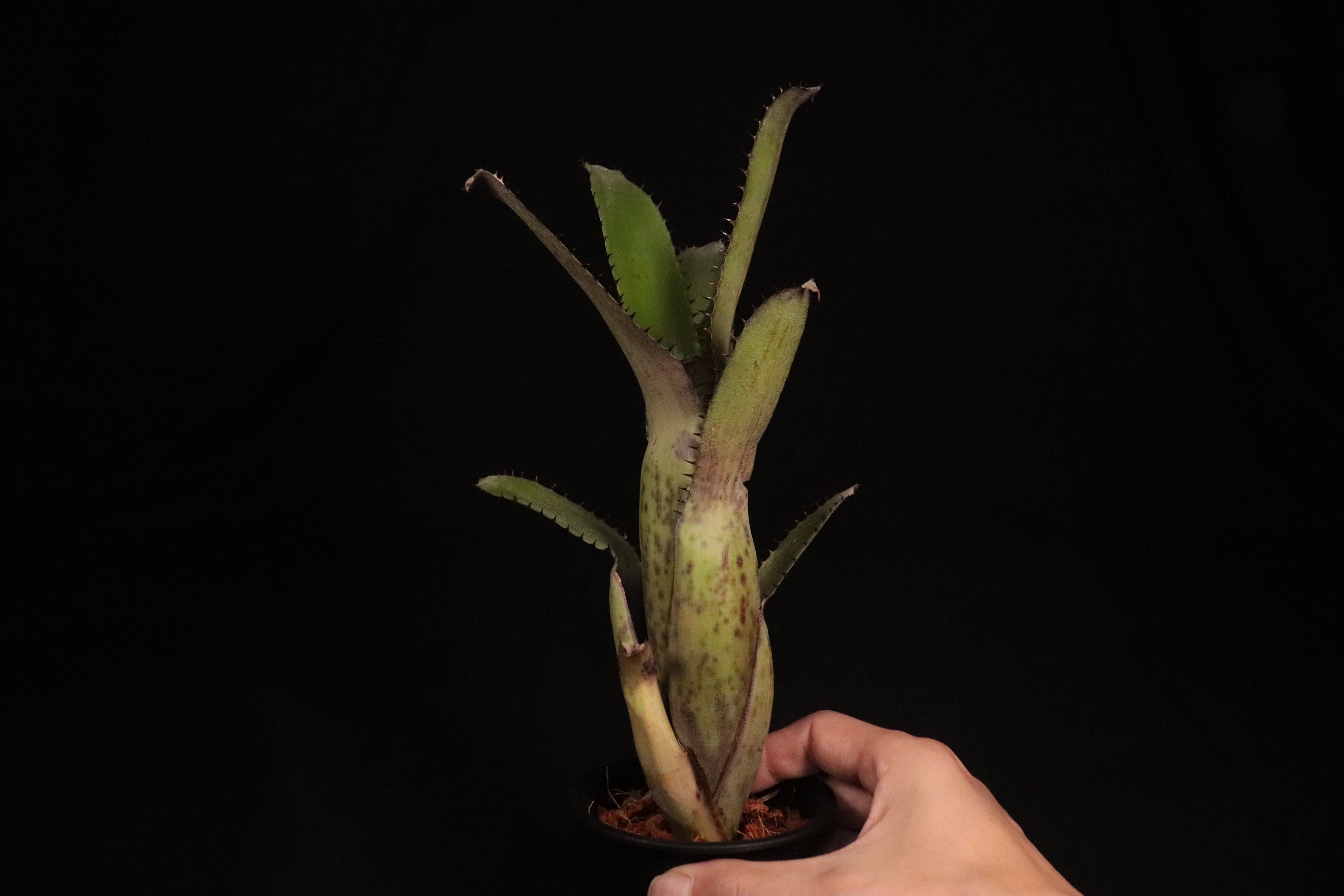 送料無料】Aechmea 'Jack'〔エクメア〕現品発送A0061 | plane plants