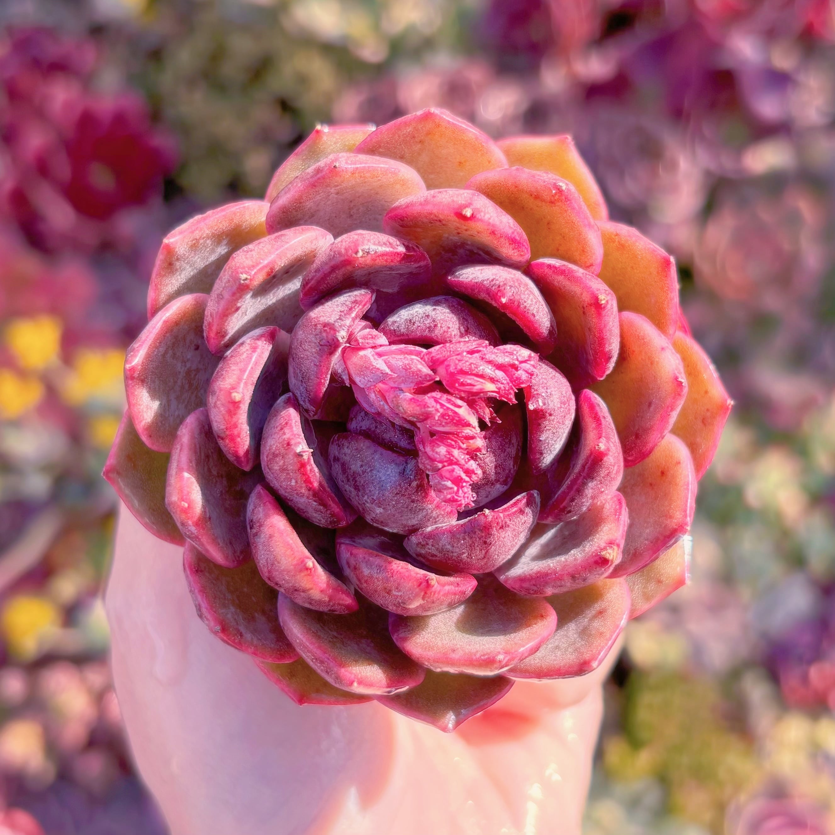 多肉植物　Black pink　新入荷　るる農園