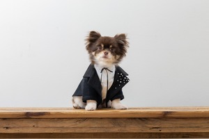 小型犬用列席衣装    -レンタル-