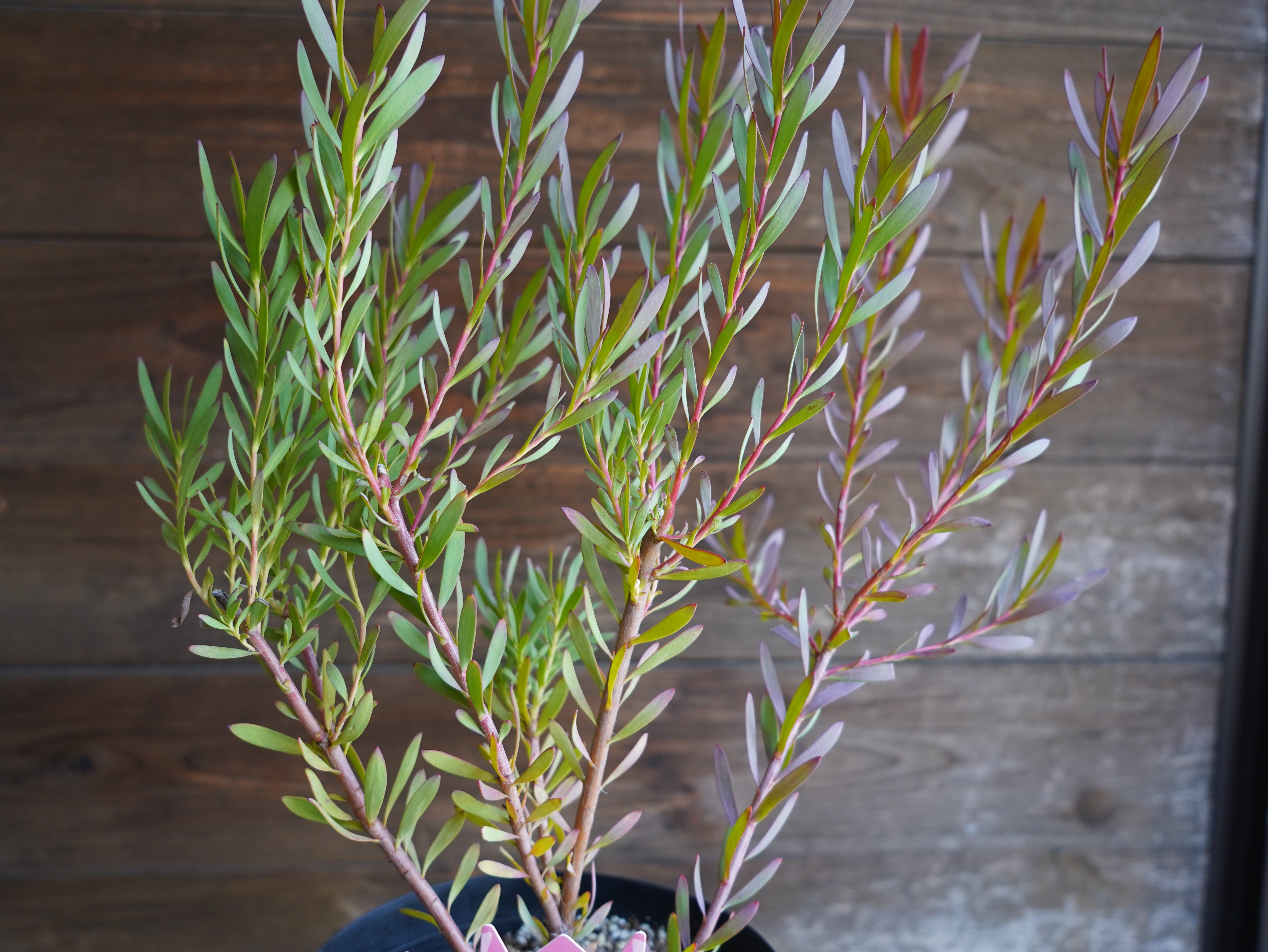 【現物】リューカデンドロン ”Red Devil” 6号