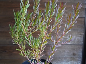 【現物】リューカデンドロン ”Red Devil” 6号