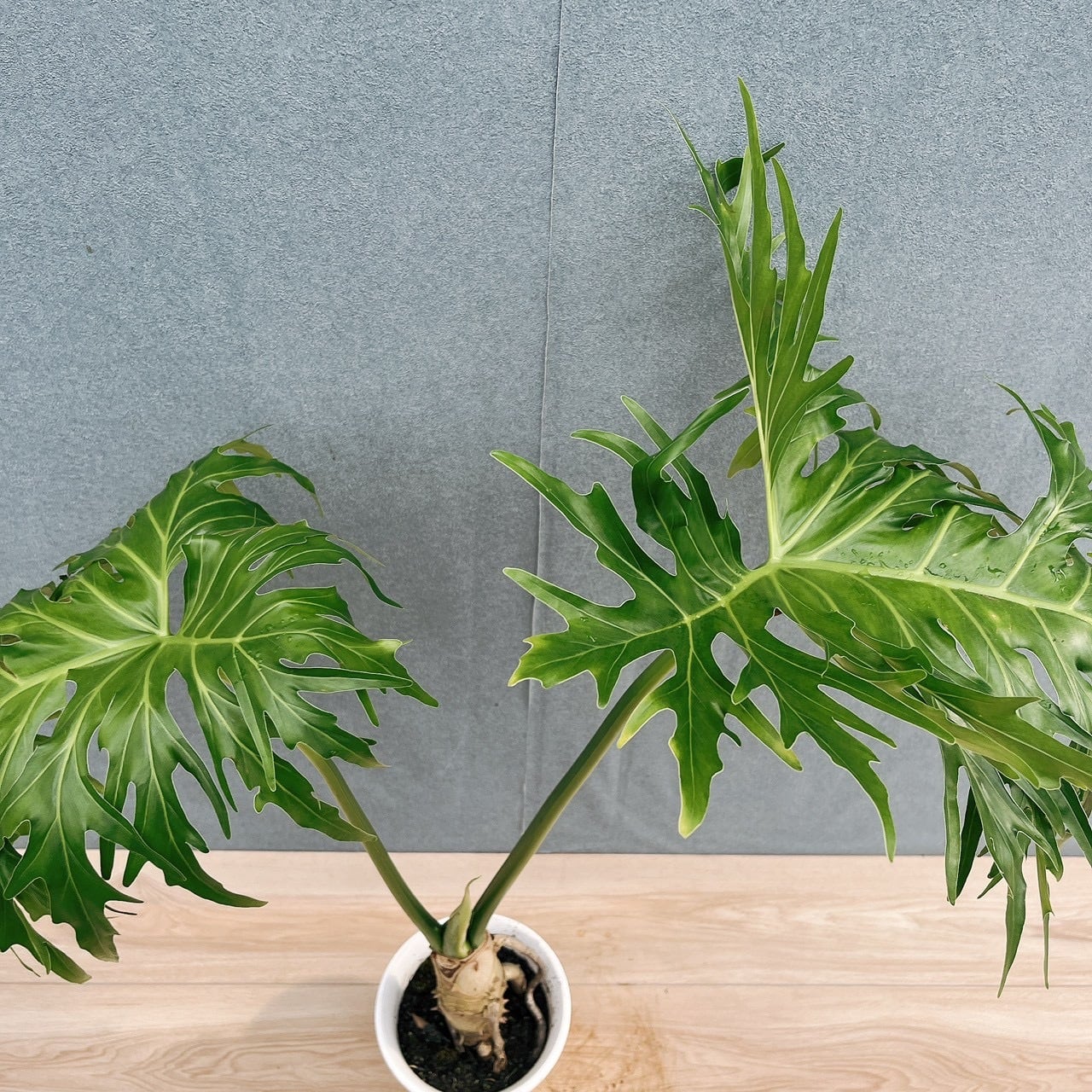 現品］17番 フィロデンドロン セローム 幹上がり 6号 観葉植物 大型