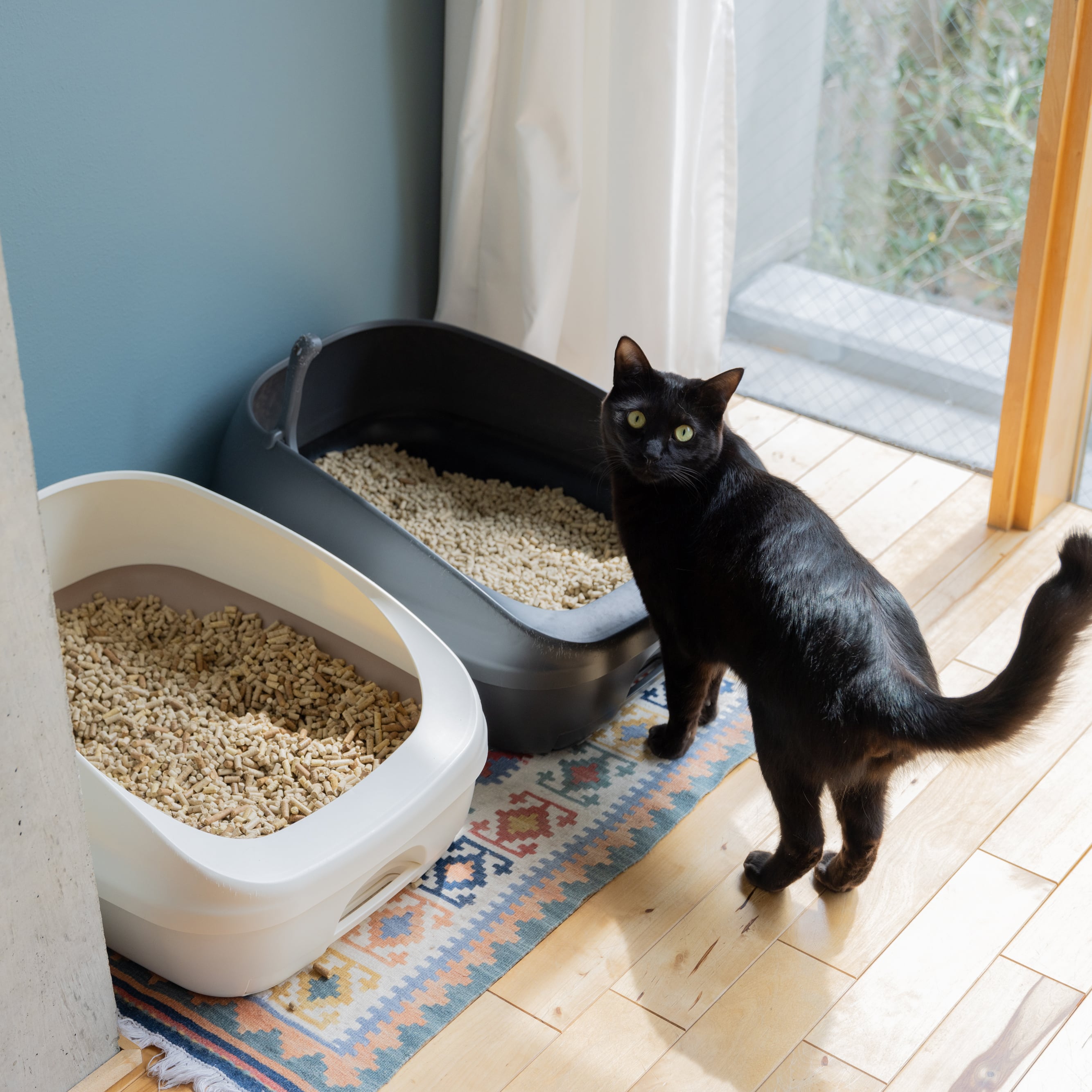 循環する竹の猫砂 【15kg・送料無料】 | おおぶ竹林循環プロジェクト