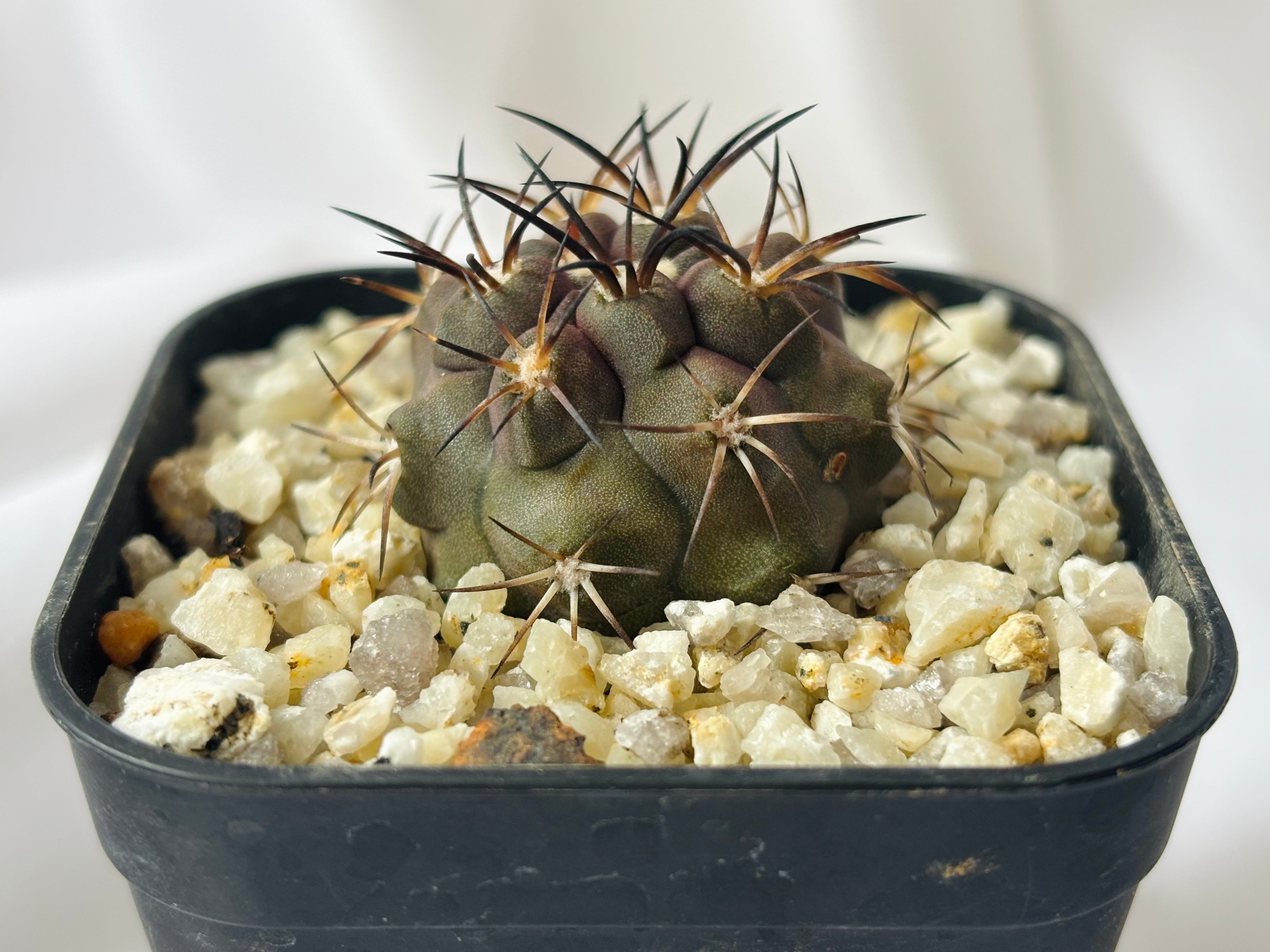 Copiapoa dura コピアポア デュラ 銅鑼丸 サボテン | plants MARU