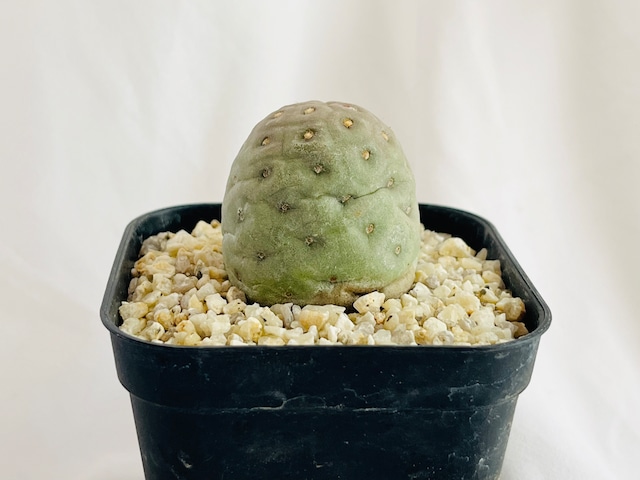 Tephrocactus geometricus  テフロカクタス・ゲオメトリクス　サボテン