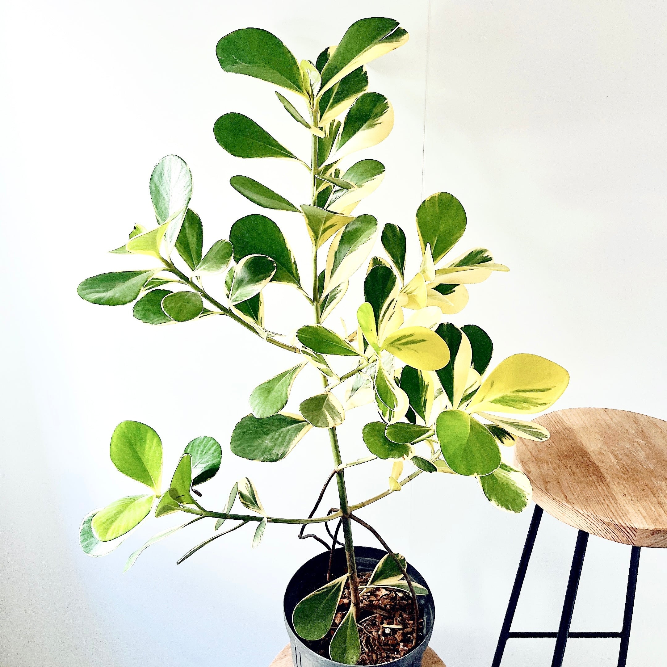 クルシアロゼアプリンセス 初めての方にもおすすめ 観葉植物 calm cafe クルシアロゼアプリンセス 初めての方にもおすすめ 観葉植物 calm cafe